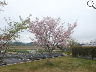 さくら緑地　一葉が満開です